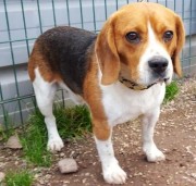 beagle