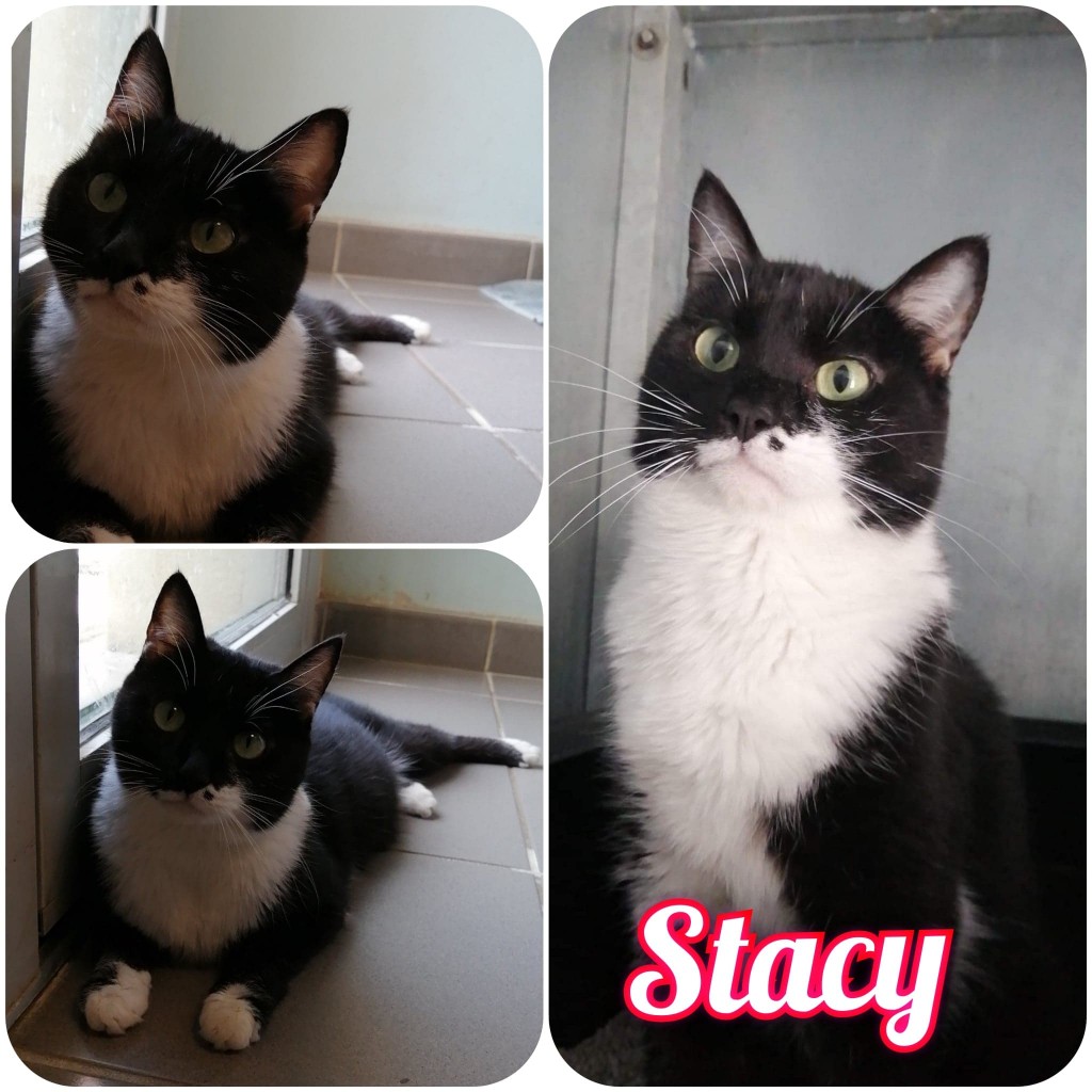 STACY 1