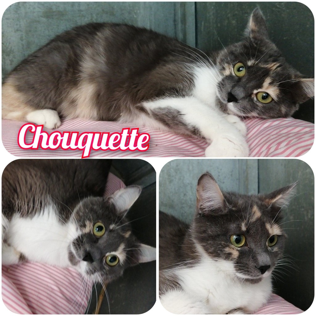 chouquette