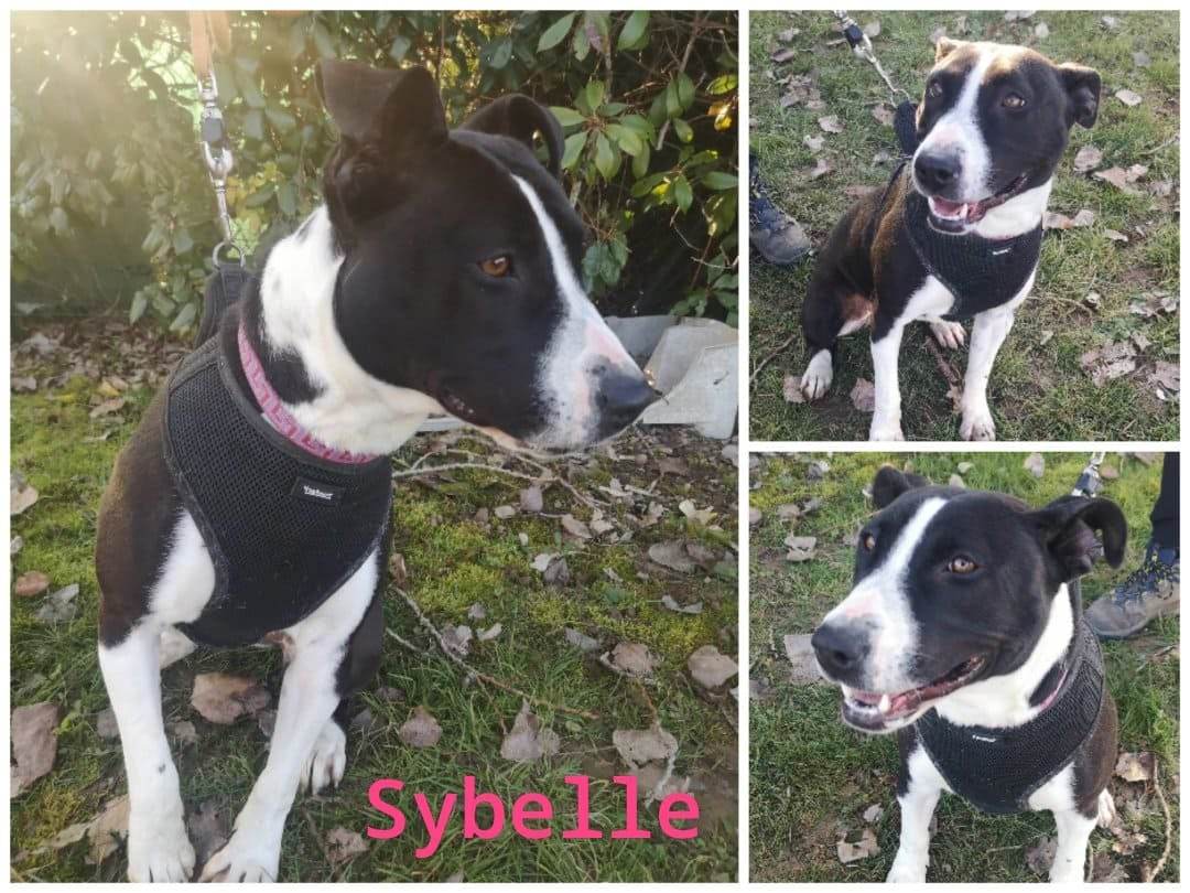 SYBELLE