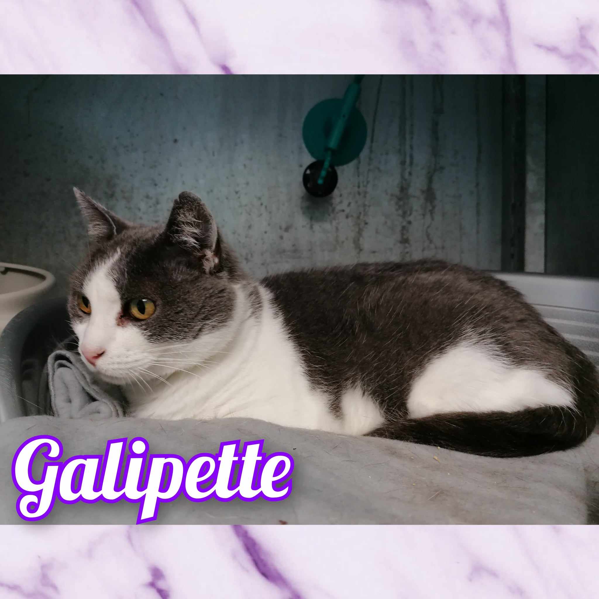GALIPETTE