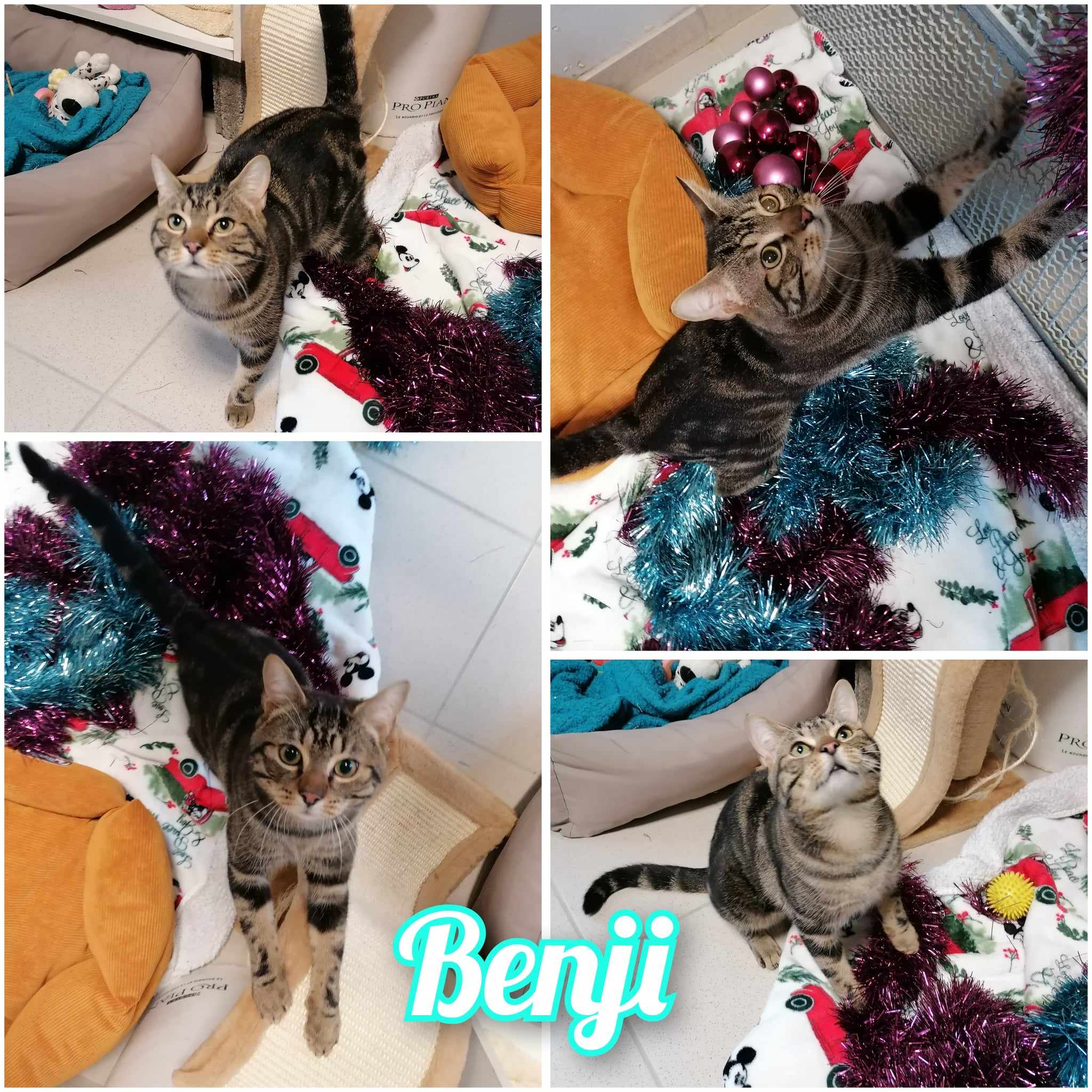 benji