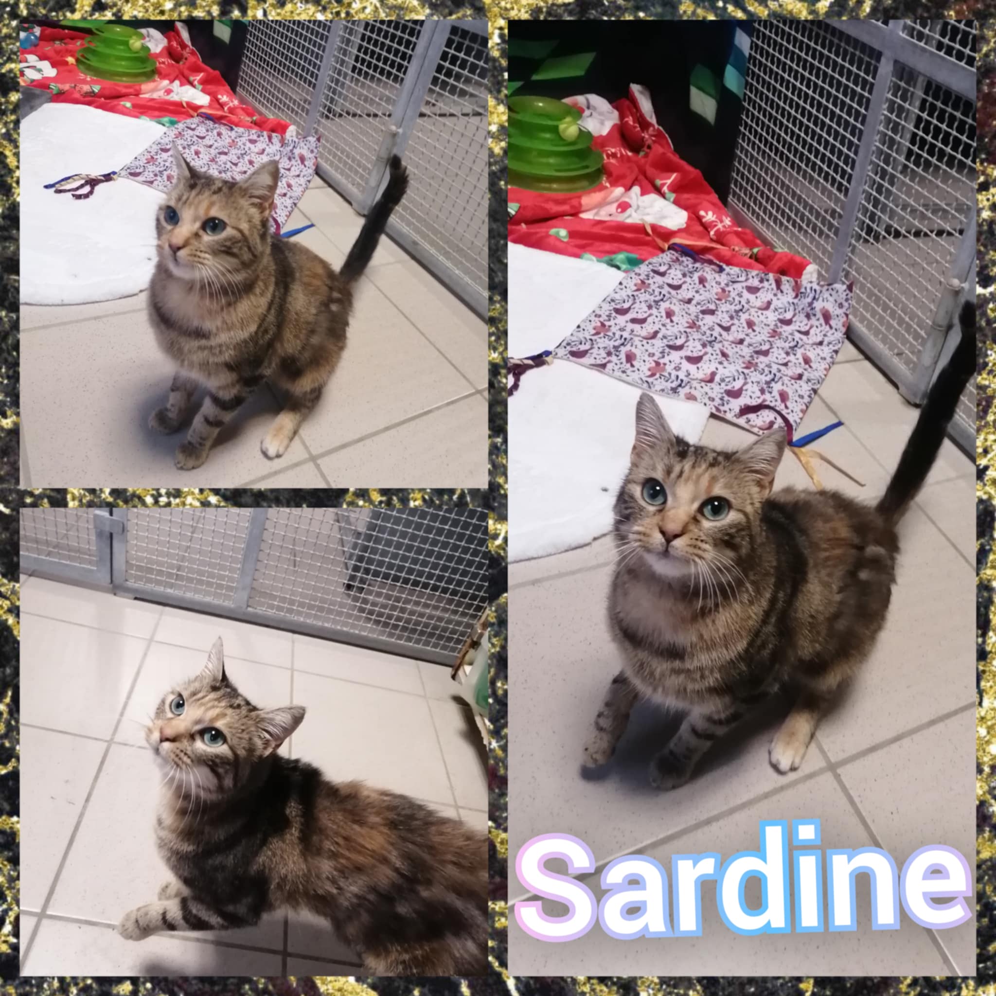 sardine